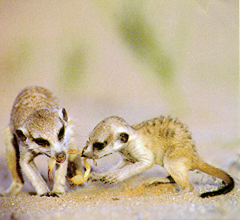 why do meerkats make different calls